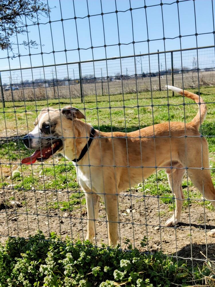 Zeke, Adopted, Adult Male Catahoula Leopard Dog.