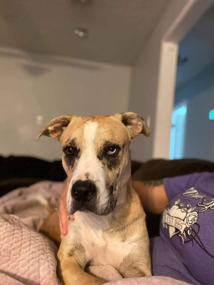 Enlarge Zeke, a Adopted mixed breed in Sanger, TX image 2/5