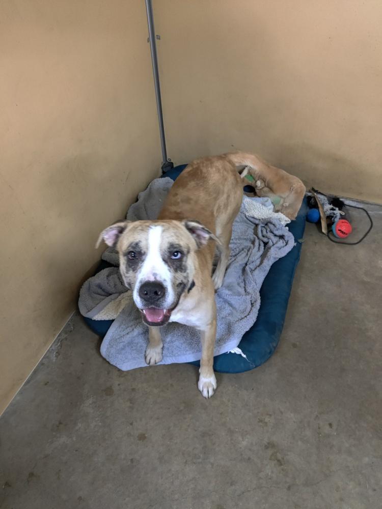 Enlarge Zeke, a Adopted mixed breed in Sanger, TX image 3/5