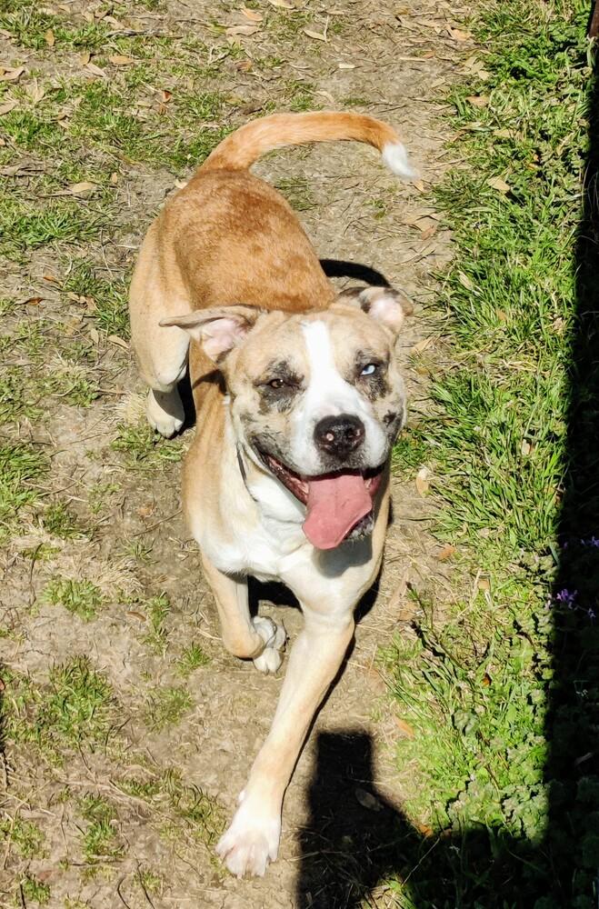 Enlarge Zeke, a Adopted mixed breed in Sanger, TX image 4/5