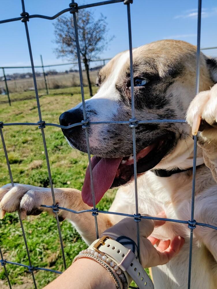 Enlarge Zeke, a Adopted mixed breed in Sanger, TX image 5/5