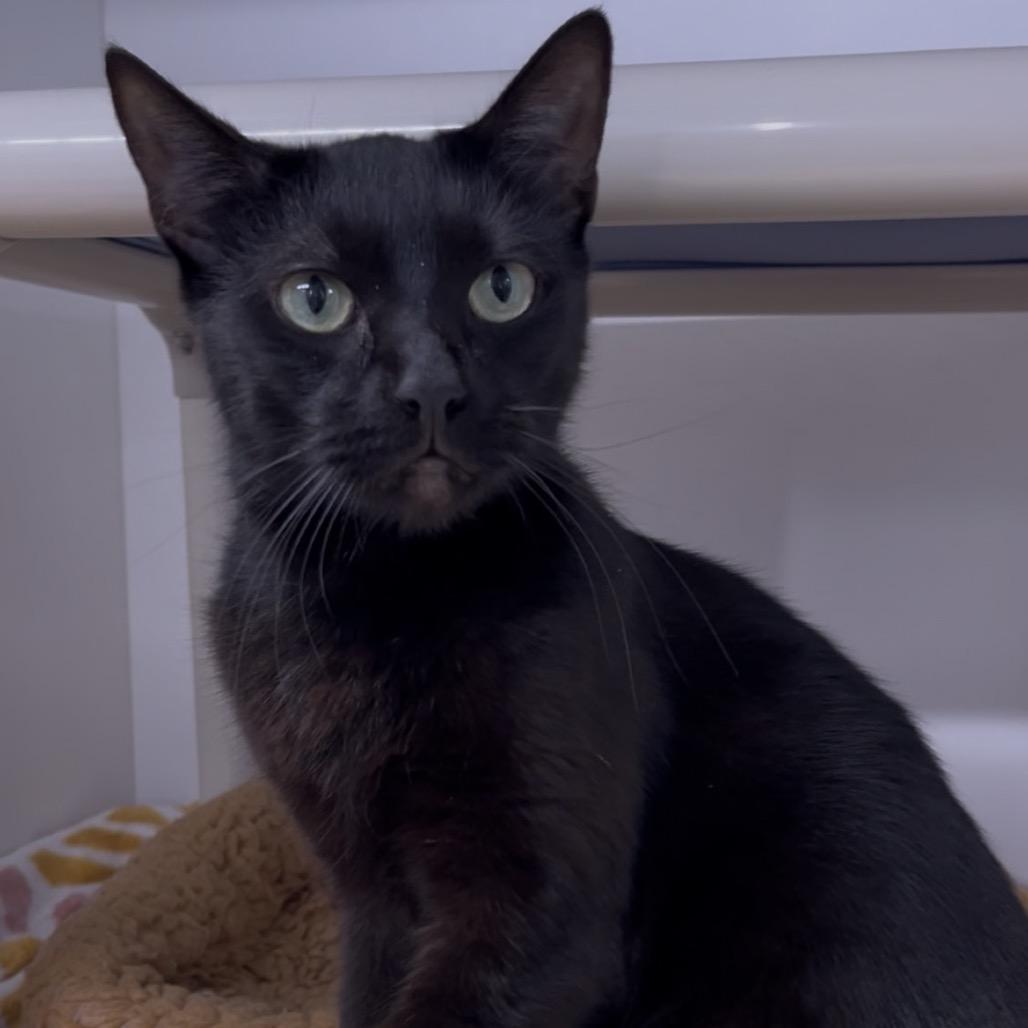 Enlarge Midnight, a Adoptable Domestic Short Hair in Clearwater, FL image 1/4