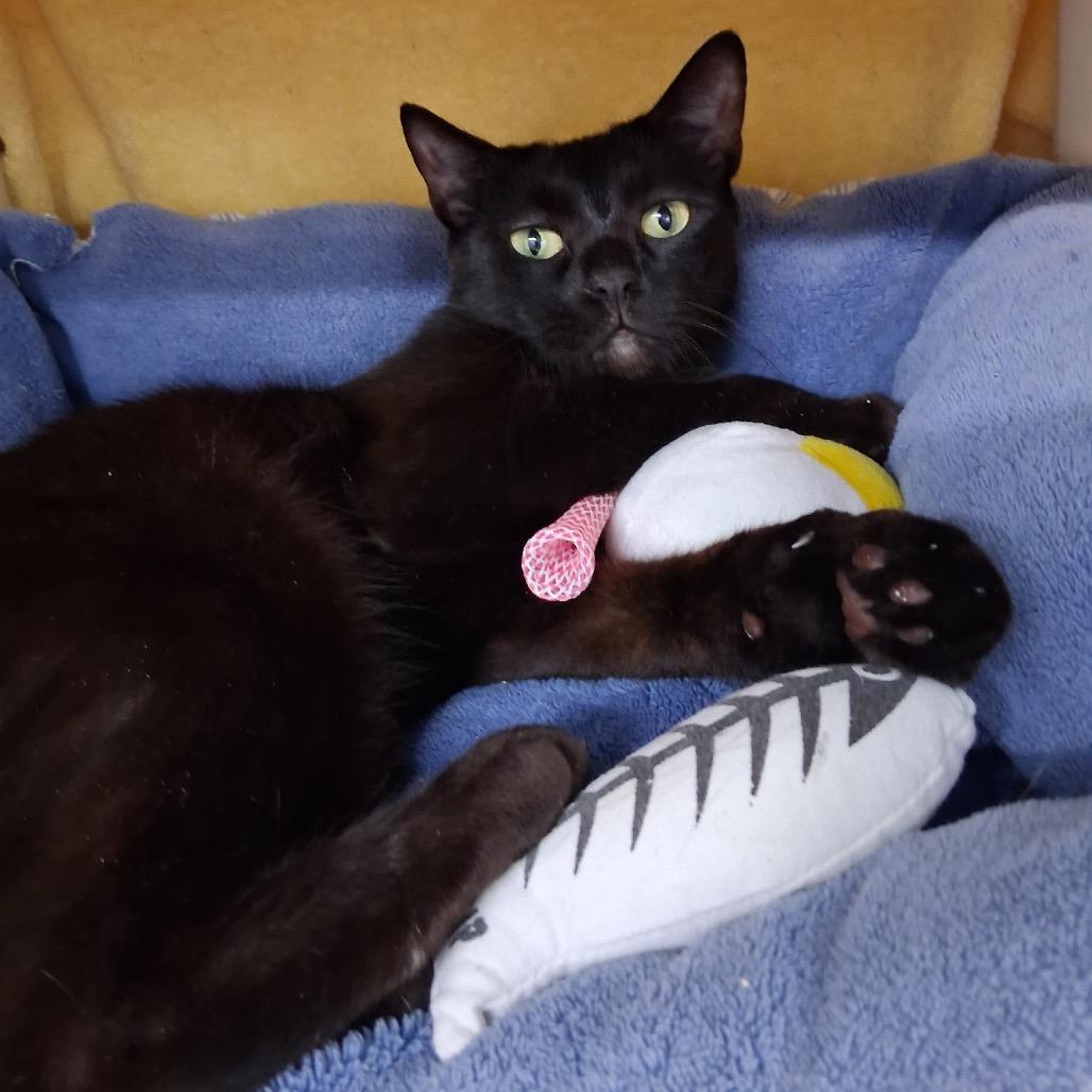 Enlarge Midnight, a Adoptable Domestic Short Hair in Clearwater, FL image 2/4