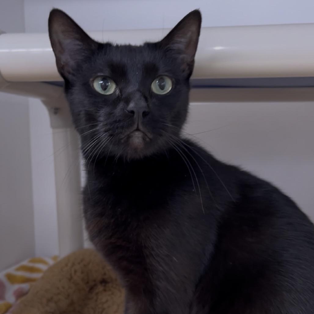 Enlarge Midnight, a Adoptable Domestic Short Hair in Clearwater, FL image 3/4