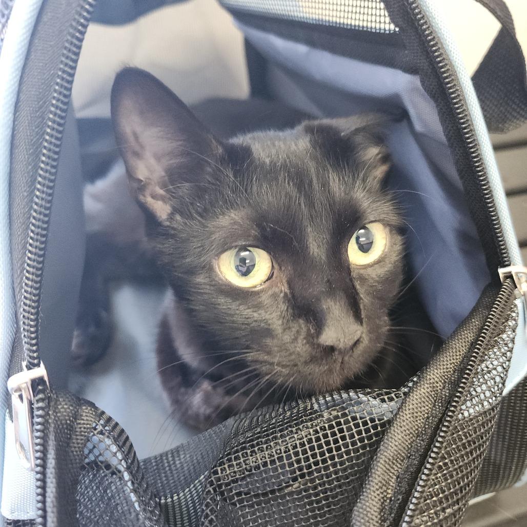 Enlarge Midnight, a Adoptable Domestic Short Hair in Clearwater, FL image 4/4