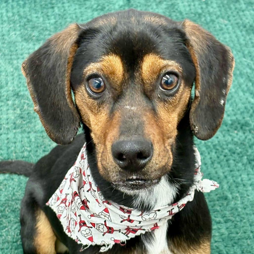 Everly, Adoptable, Adult Female Beagle.