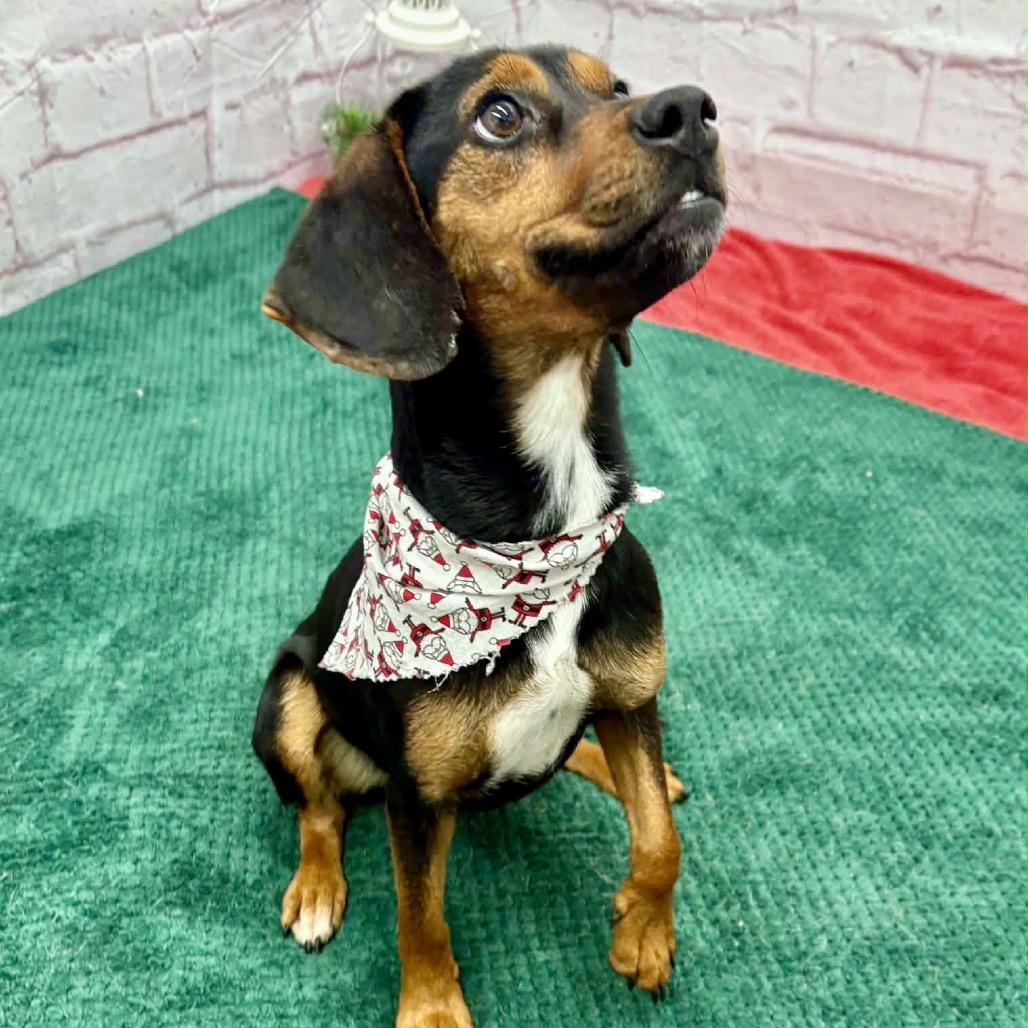 Enlarge Everly, a Adoptable Beagle in Metamora, MI image 3/5
