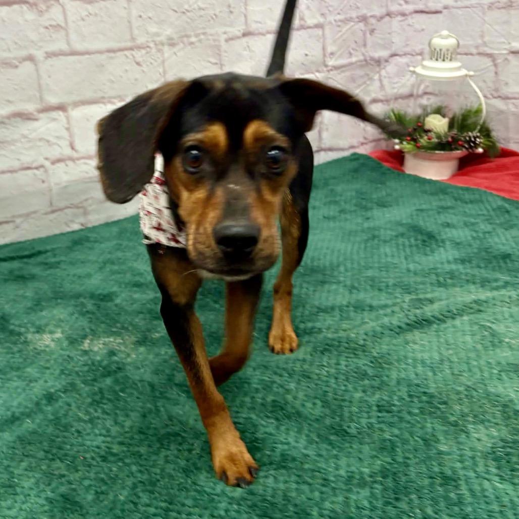 Enlarge Everly, a Adoptable Beagle in Metamora, MI image 4/5