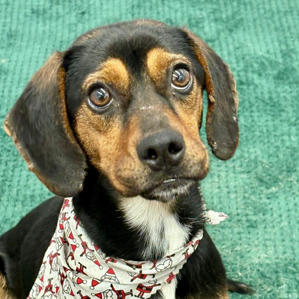 Enlarge Everly, a Adoptable Beagle in Metamora, MI image 5/5