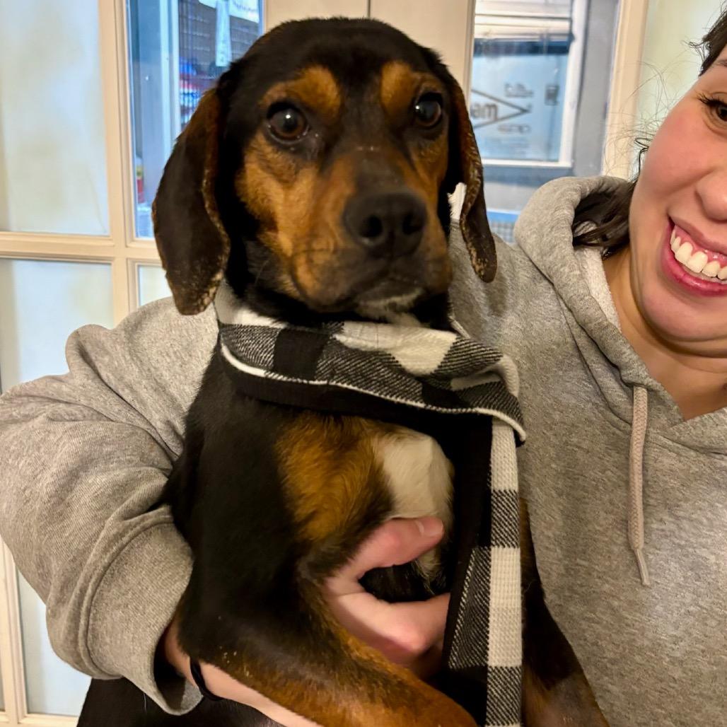 Everly, a Adoptable Beagle in Metamora, MI image 6/6