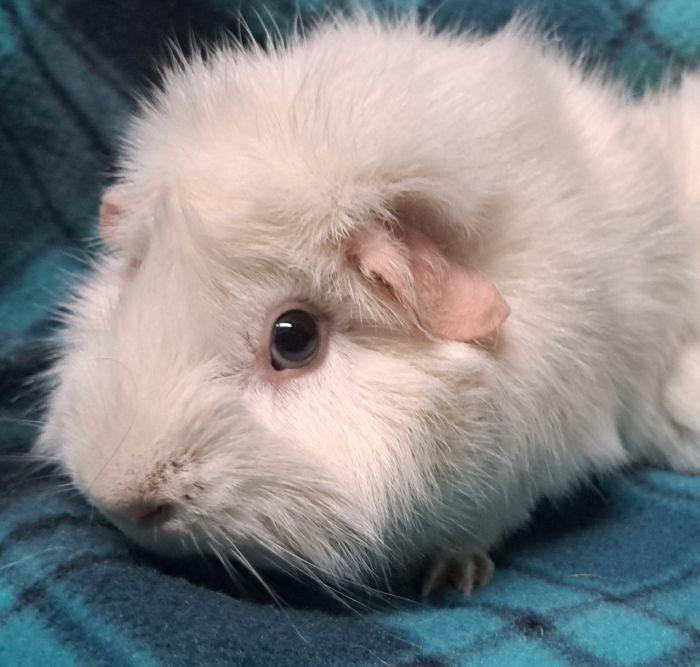 Enlarge Suki, a Adopted Abyssinian in Gary, IN image 1/4