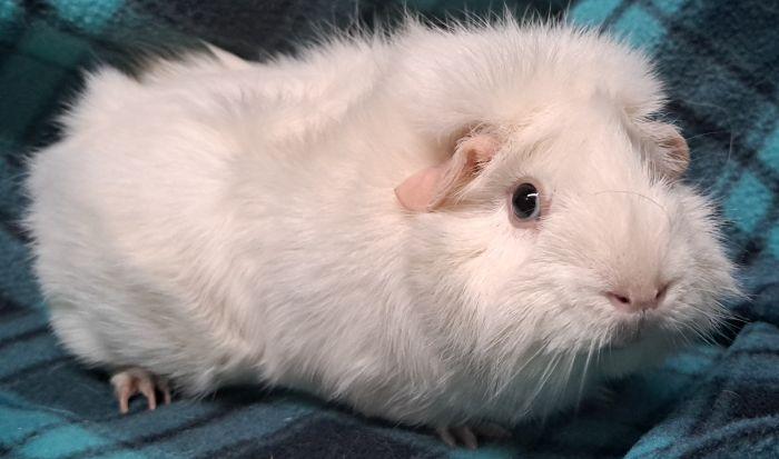 Enlarge Suki, a Adopted Abyssinian in Gary, IN image 2/4