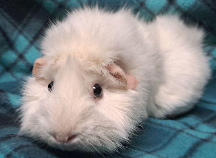 Enlarge Suki, a Adopted Abyssinian in Gary, IN image 3/4