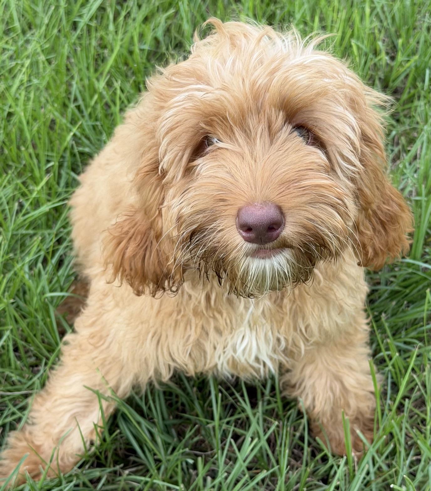 Garrison, adoptable, Young Male Labradoodle.