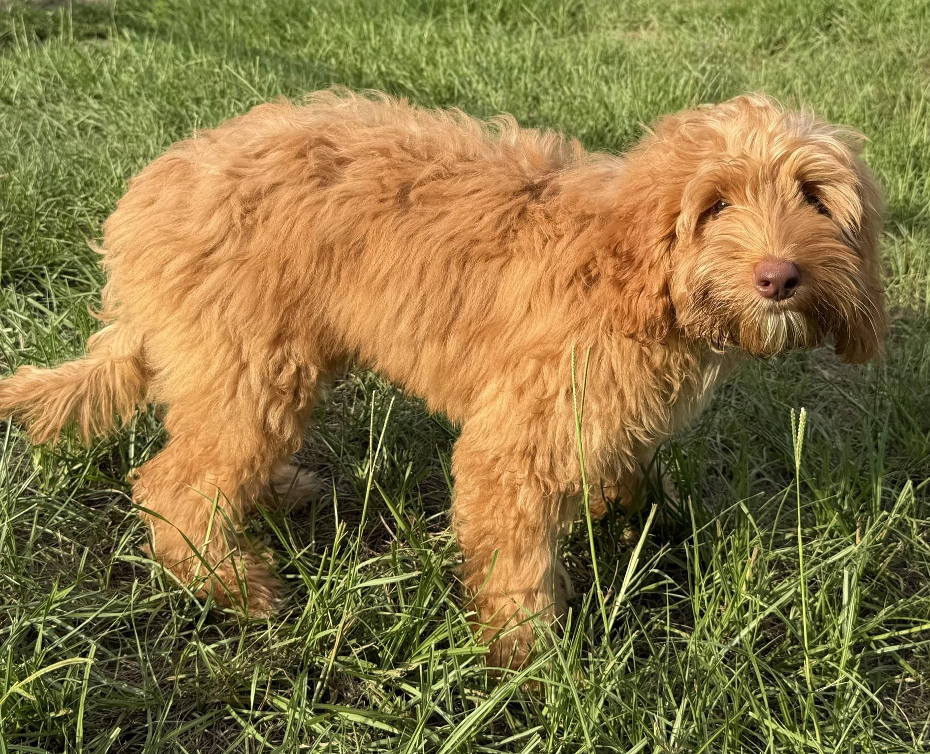Garrison, an adoptable Labradoodle in Orlando, FL image 2/2