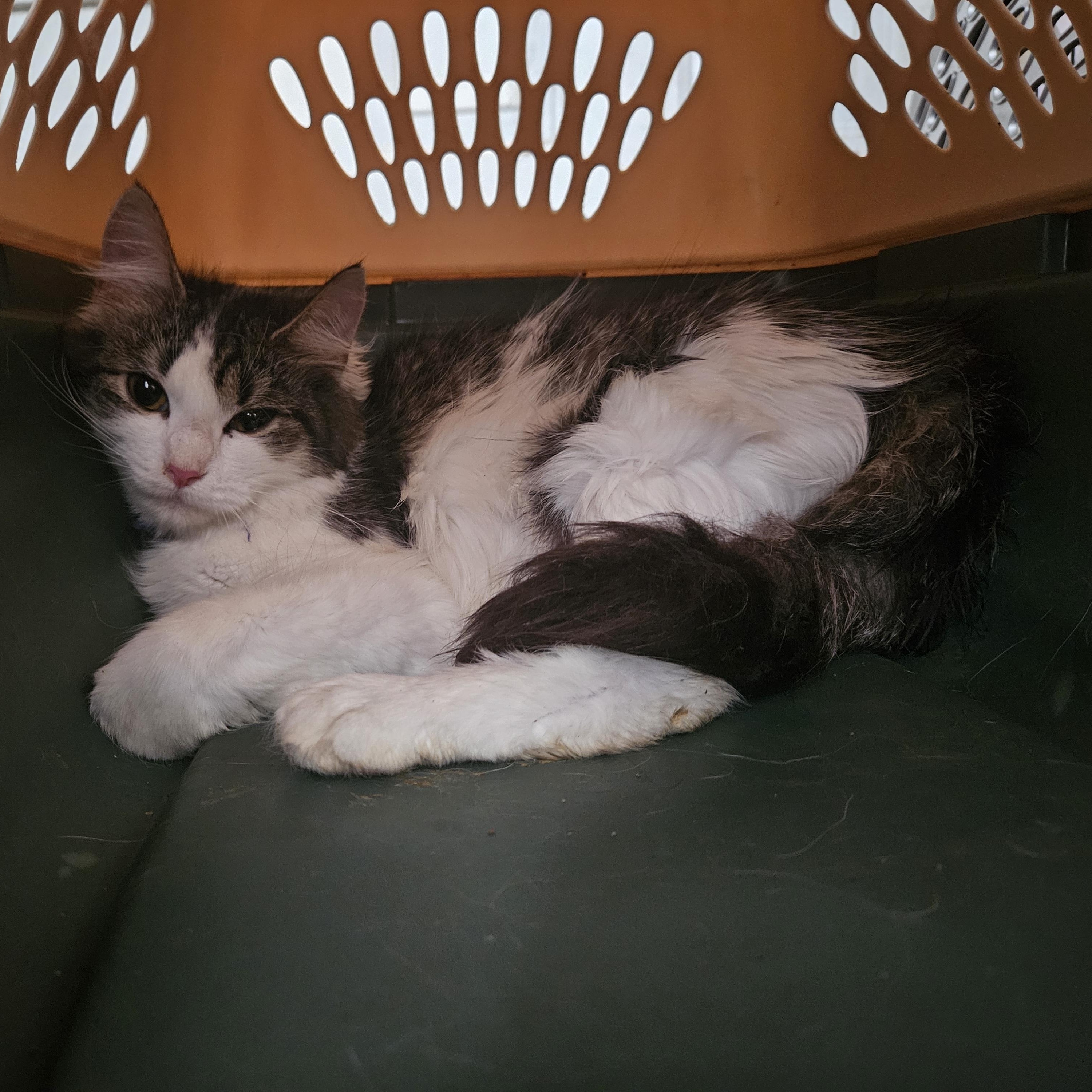 Enlarge Moxie, a Adopted Domestic Long Hair in Claridge, PA image 4/6