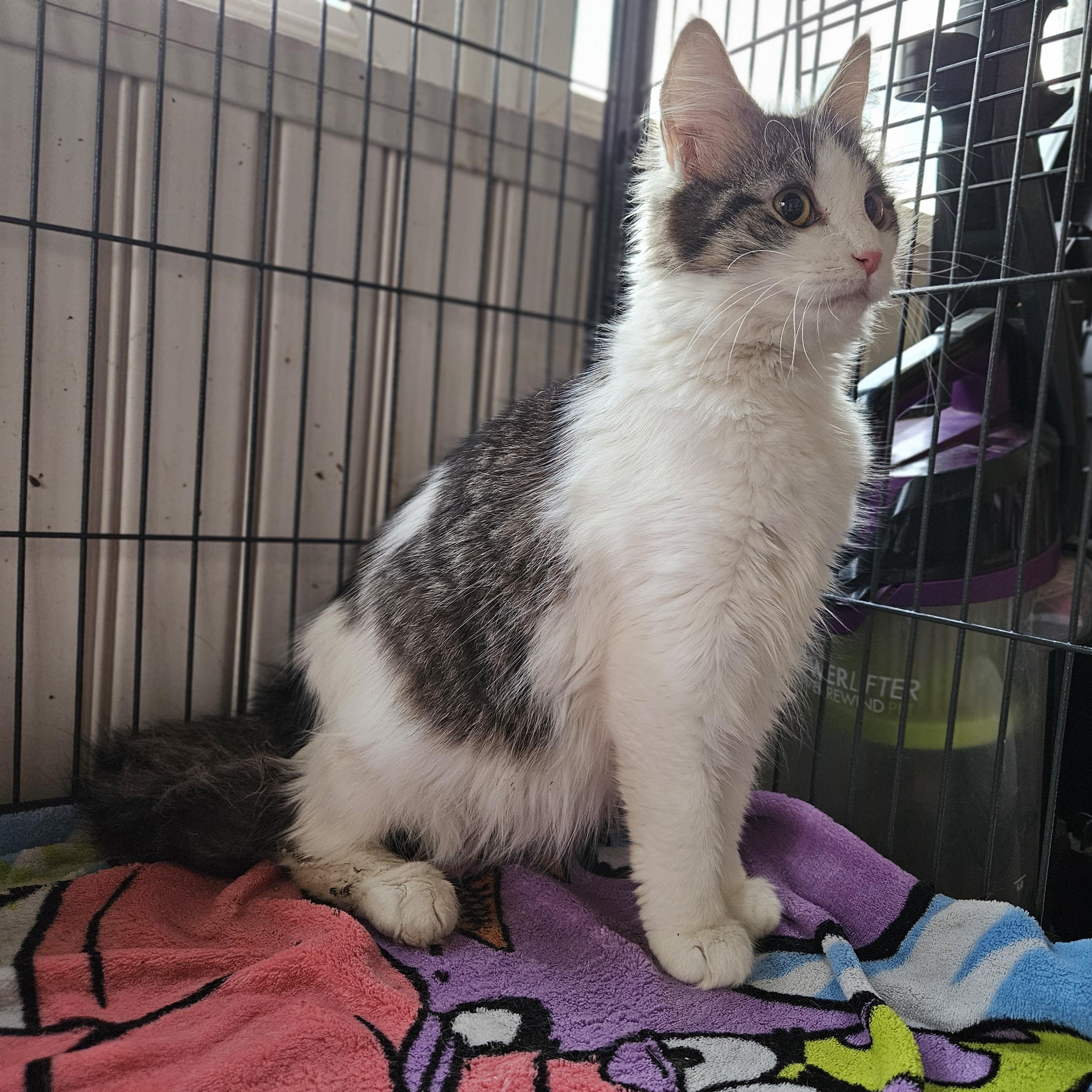 Enlarge Moxie, a Adopted Domestic Long Hair in Claridge, PA image 5/6