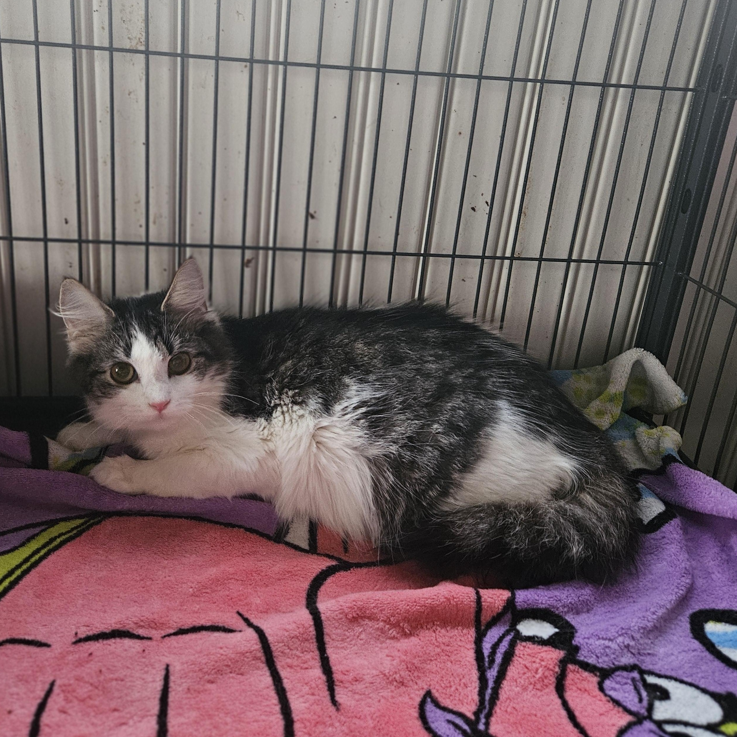 Enlarge Moxie, a Adopted Domestic Long Hair in Claridge, PA image 2/6