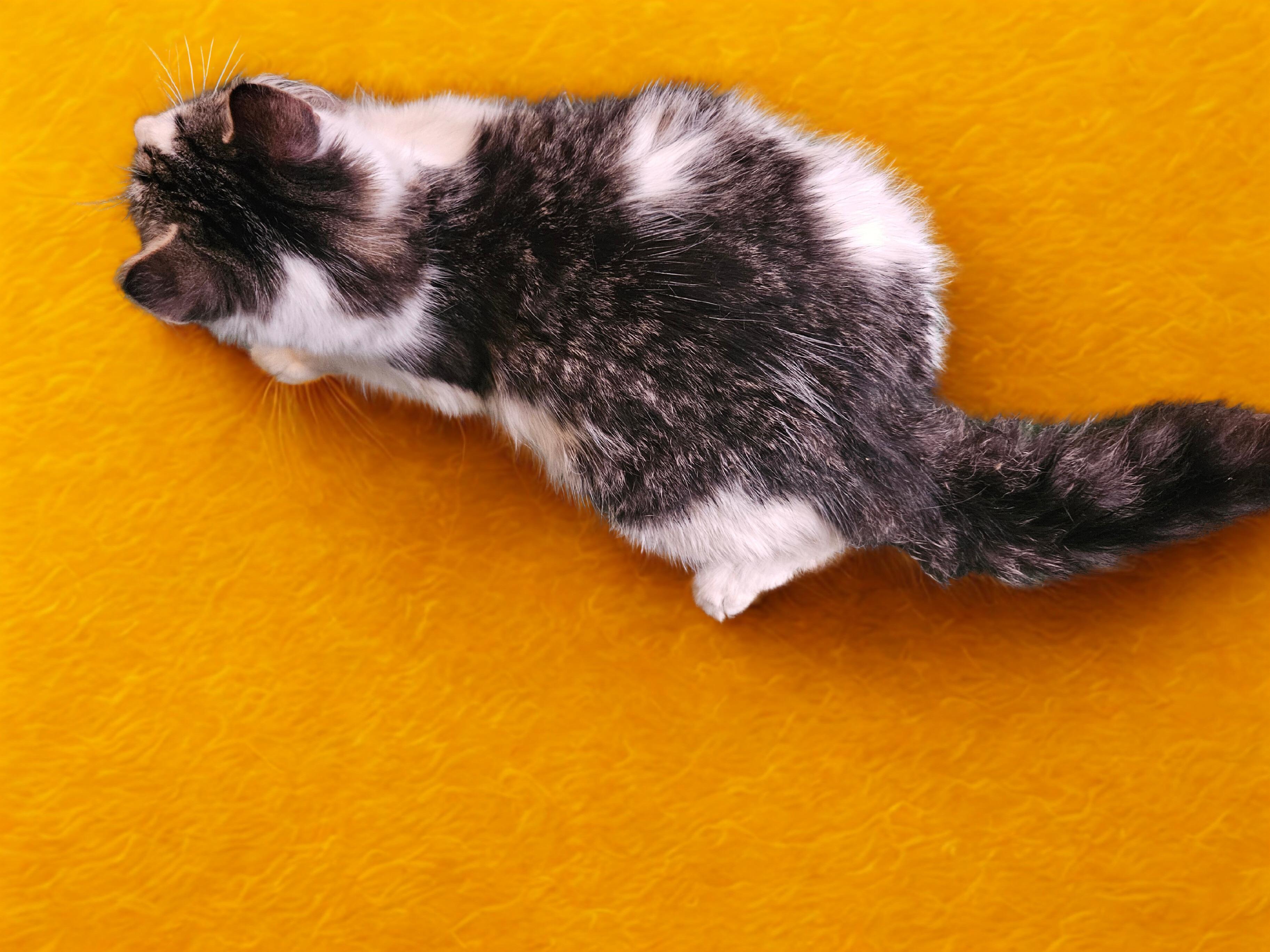 Enlarge Moxie, a Adopted Domestic Long Hair in Claridge, PA image 3/6