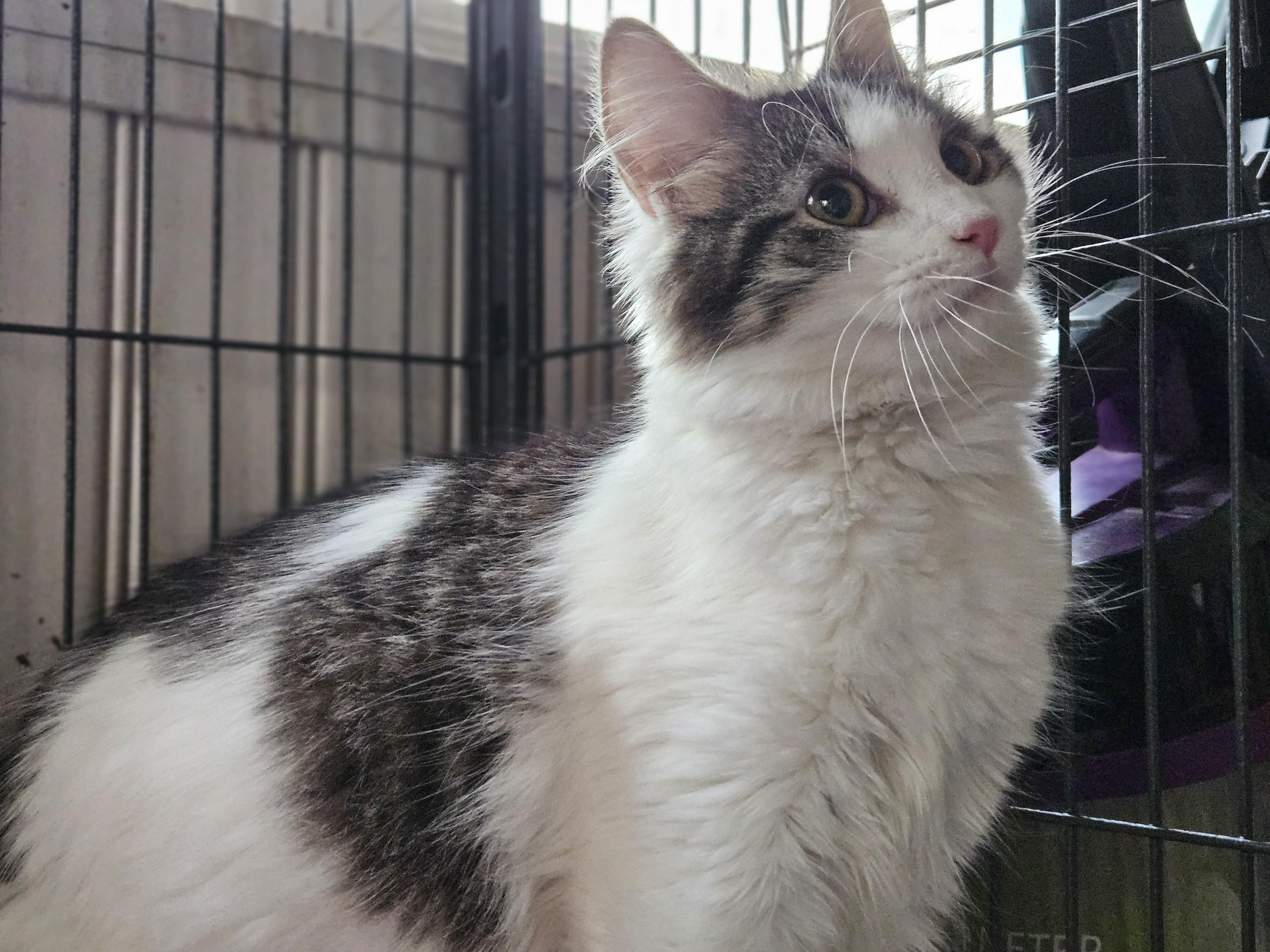 Enlarge Moxie, a Adopted Domestic Long Hair in Claridge, PA image 6/6
