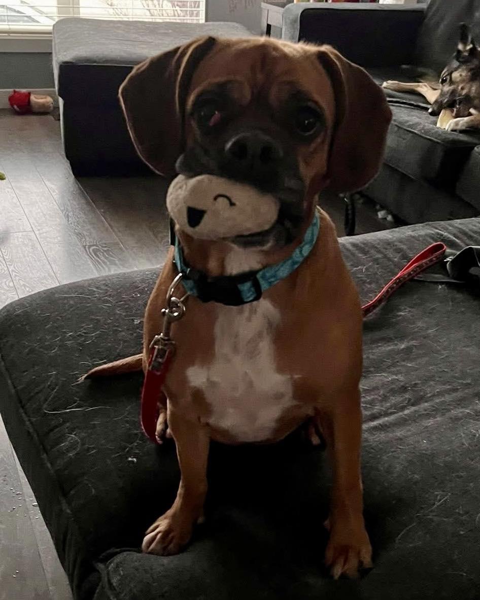 Wylie, ADOPTABLE, Adult Female Boxer.