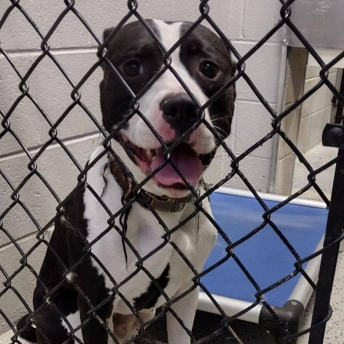 XANDER (GREAT WALKER), a Adoptable mixed breed in Wyandotte, MI image 3/3