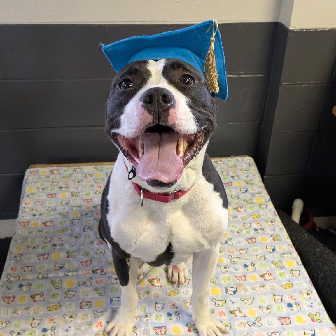 XANDER (Obedience Class GRADUATE), Adoptable, Adult Male American Staffordshire Terrier.