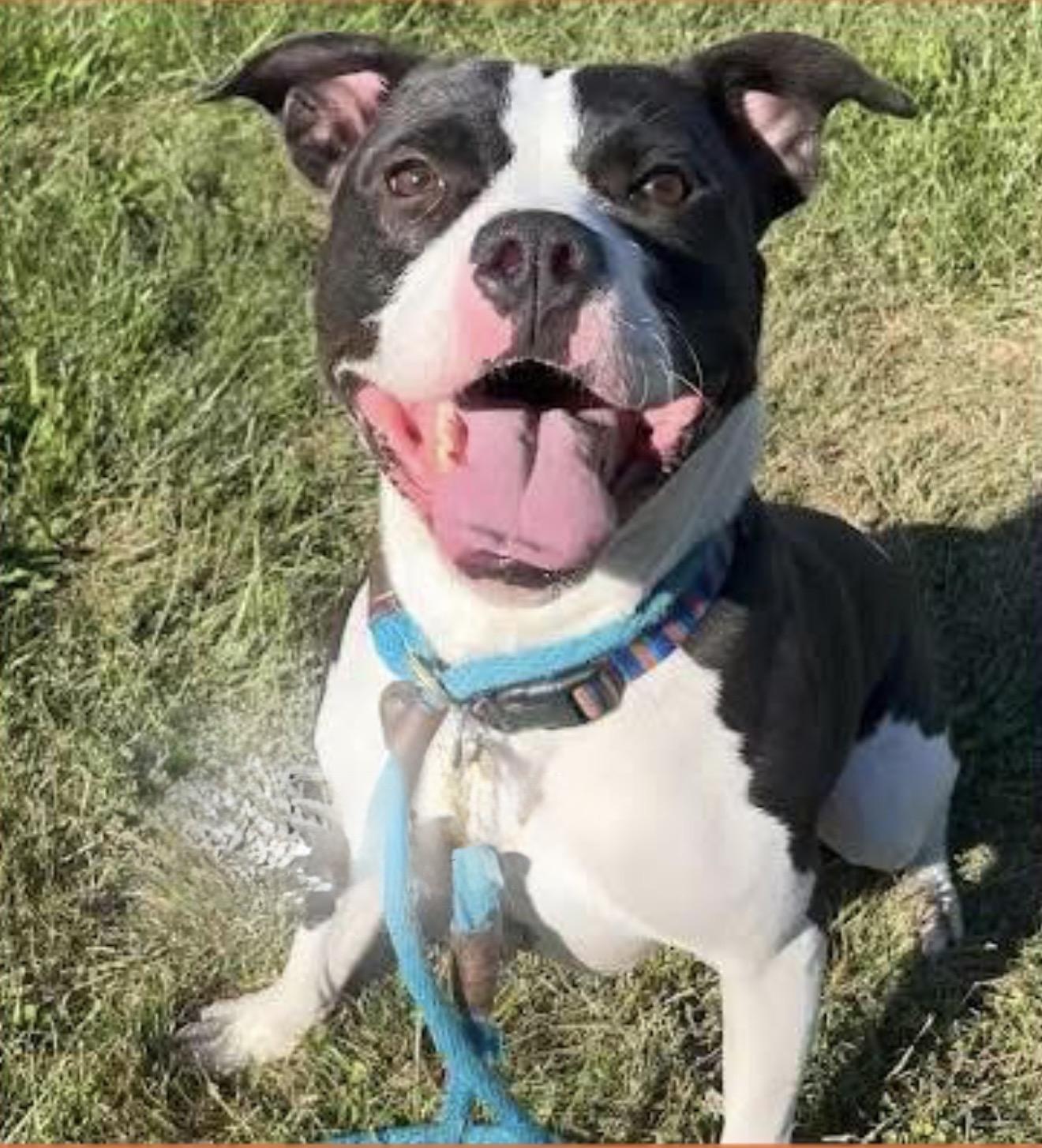 Enlarge XANDER (Learning to Swim!!), a Adoptable mixed breed in Wyandotte, MI image 4/6