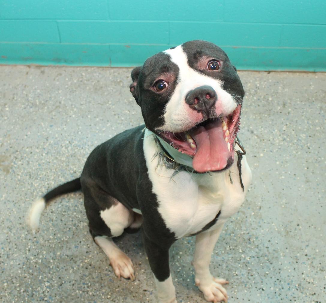 XANDER (GREAT WALKER), a Adoptable mixed breed in Wyandotte, MI image 1/3