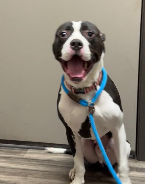 Enlarge XANDER (Learning to Swim!!), a Adoptable mixed breed in Wyandotte, MI image 1/6