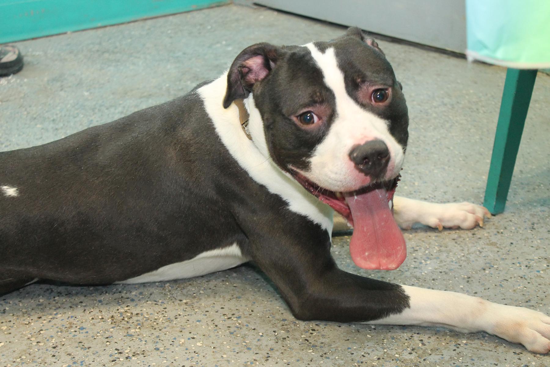 XANDER (GREAT WALKER), a Adoptable mixed breed in Wyandotte, MI image 2/3