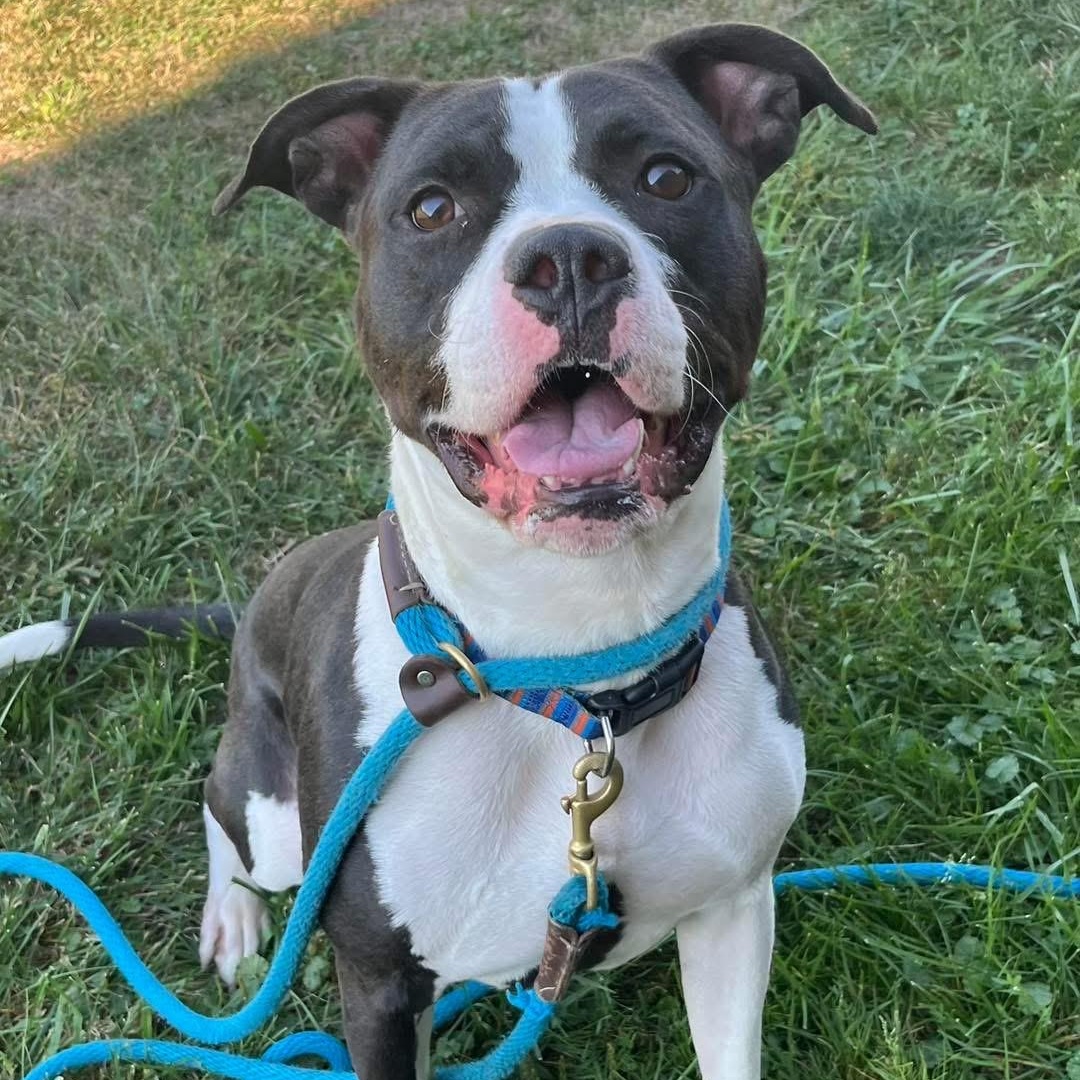 Enlarge XANDER (Learning to Swim!!), a Adoptable mixed breed in Wyandotte, MI image 3/6