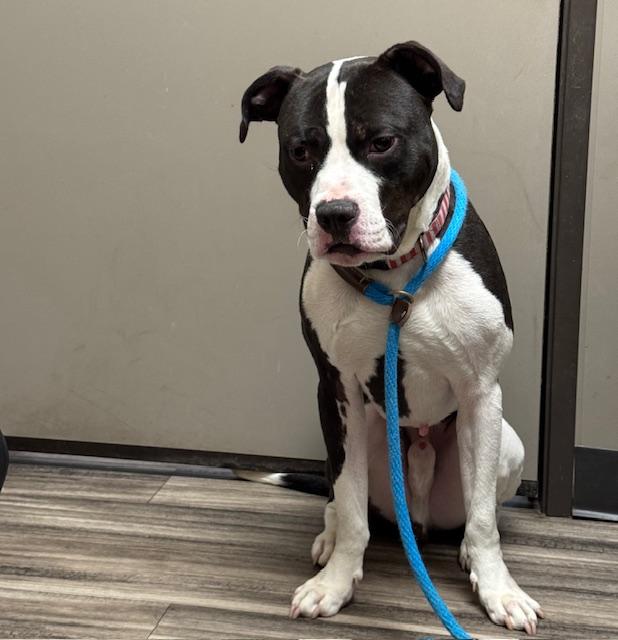 XANDER (Taking night classes!!), Adoptable, Adult Male Pit Bull Terrier.