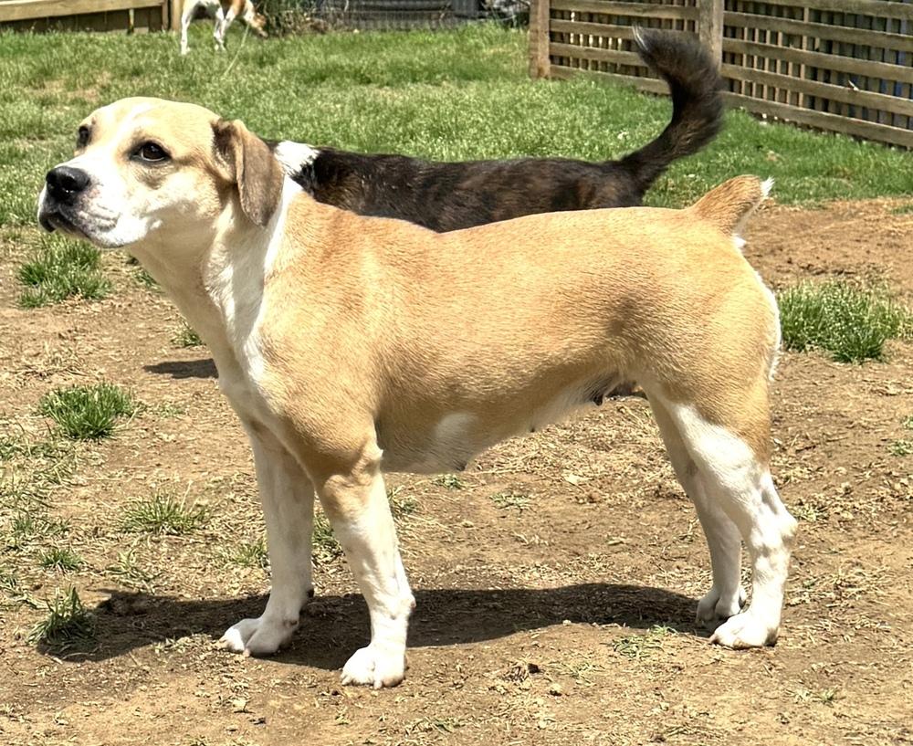 Mocha Latte, Adoptable, Young Female Terrier & American Bulldog.