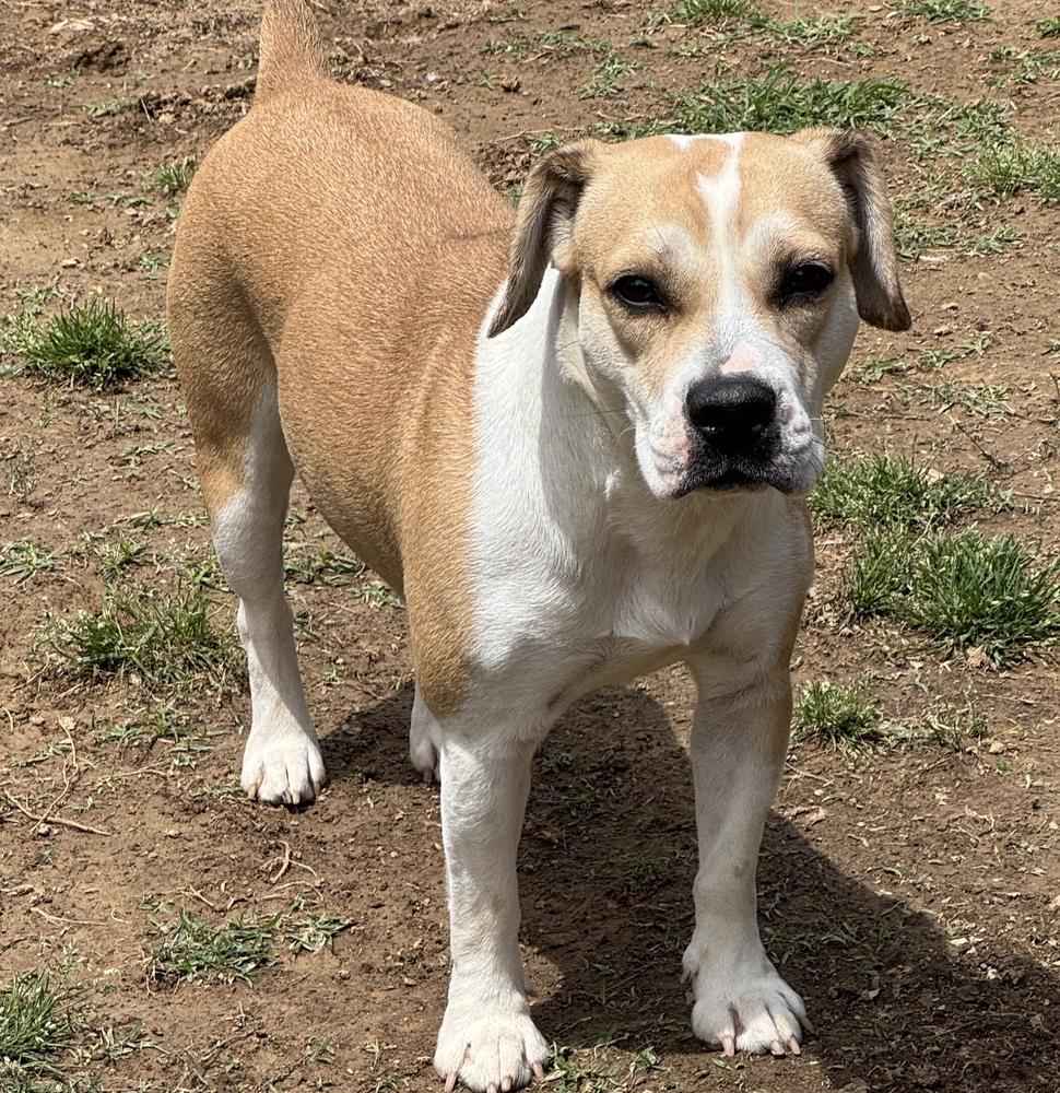 Mocha Latte, a Adoptable mixed breed in Lancaster, PA image 5/6