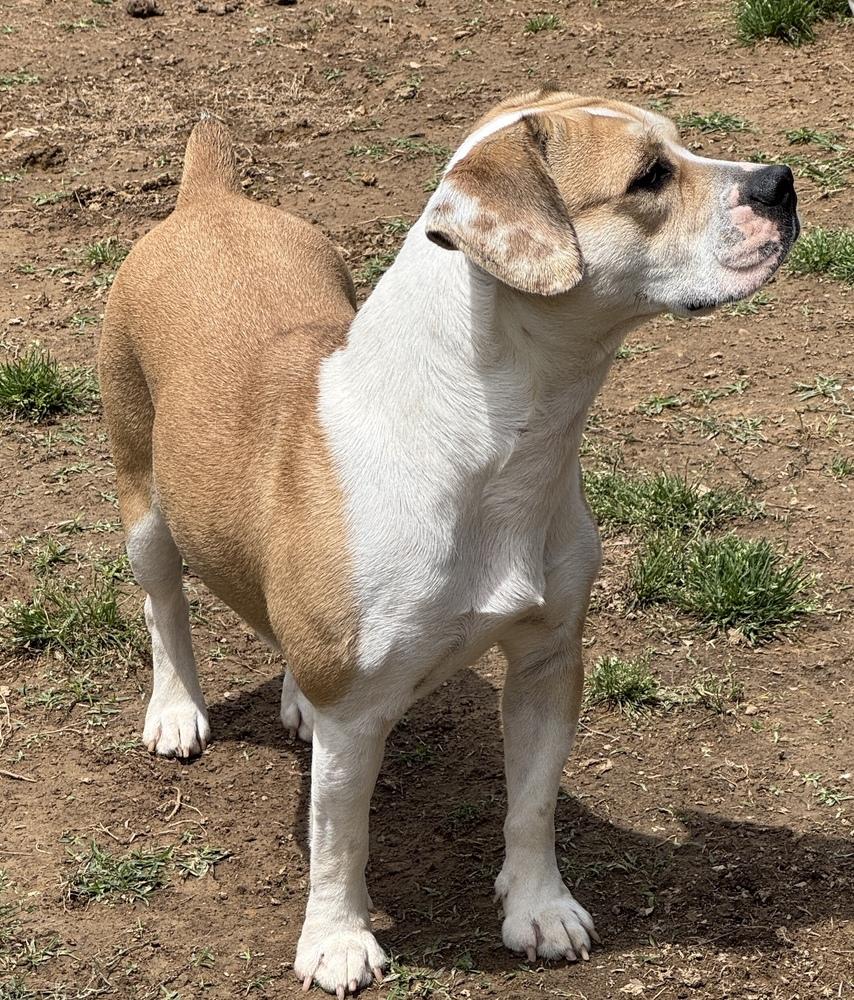 Mocha Latte, a Adoptable mixed breed in Lancaster, PA image 6/6