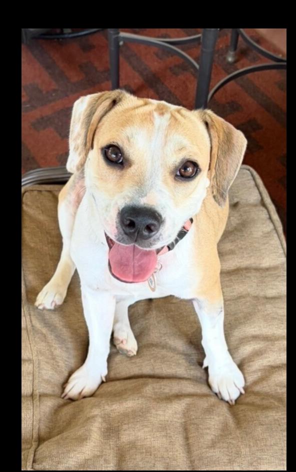 Mocha Latte, a Adoptable mixed breed in Lancaster, PA image 1/6