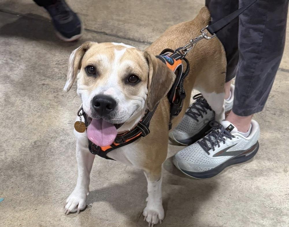Mocha Latte, a Adoptable mixed breed in Lancaster, PA image 2/6