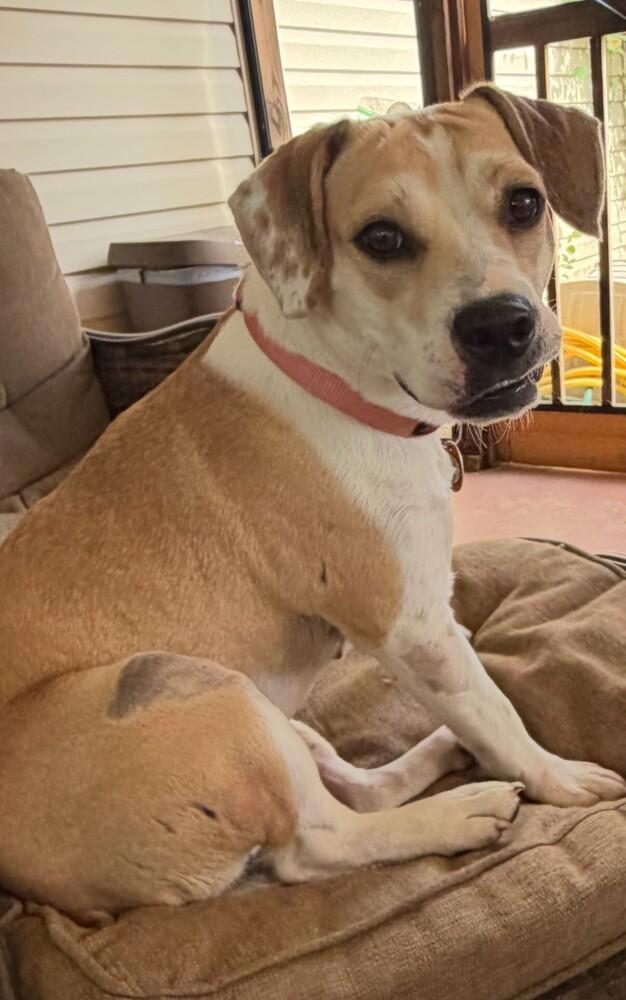 Mocha Latte, a Adoptable mixed breed in Lancaster, PA image 3/6