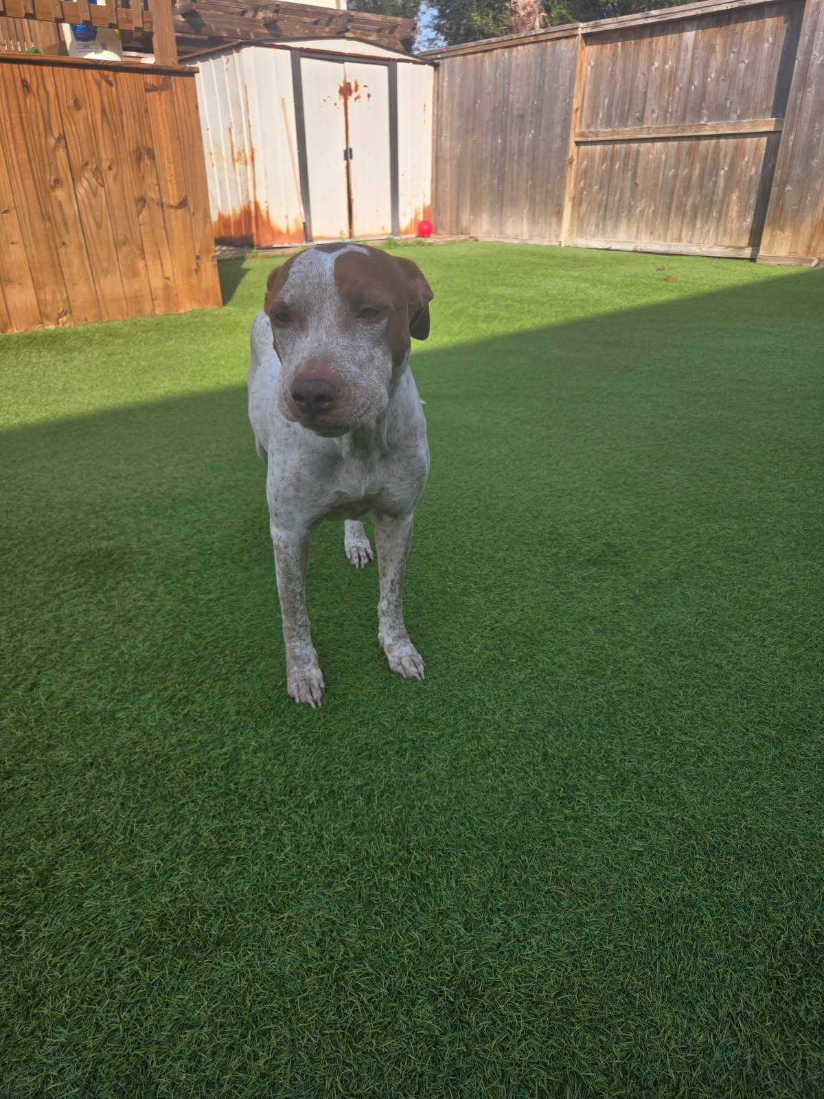 Enlarge Rubi, a Adoptable mixed breed in Spring, TX image 2/4