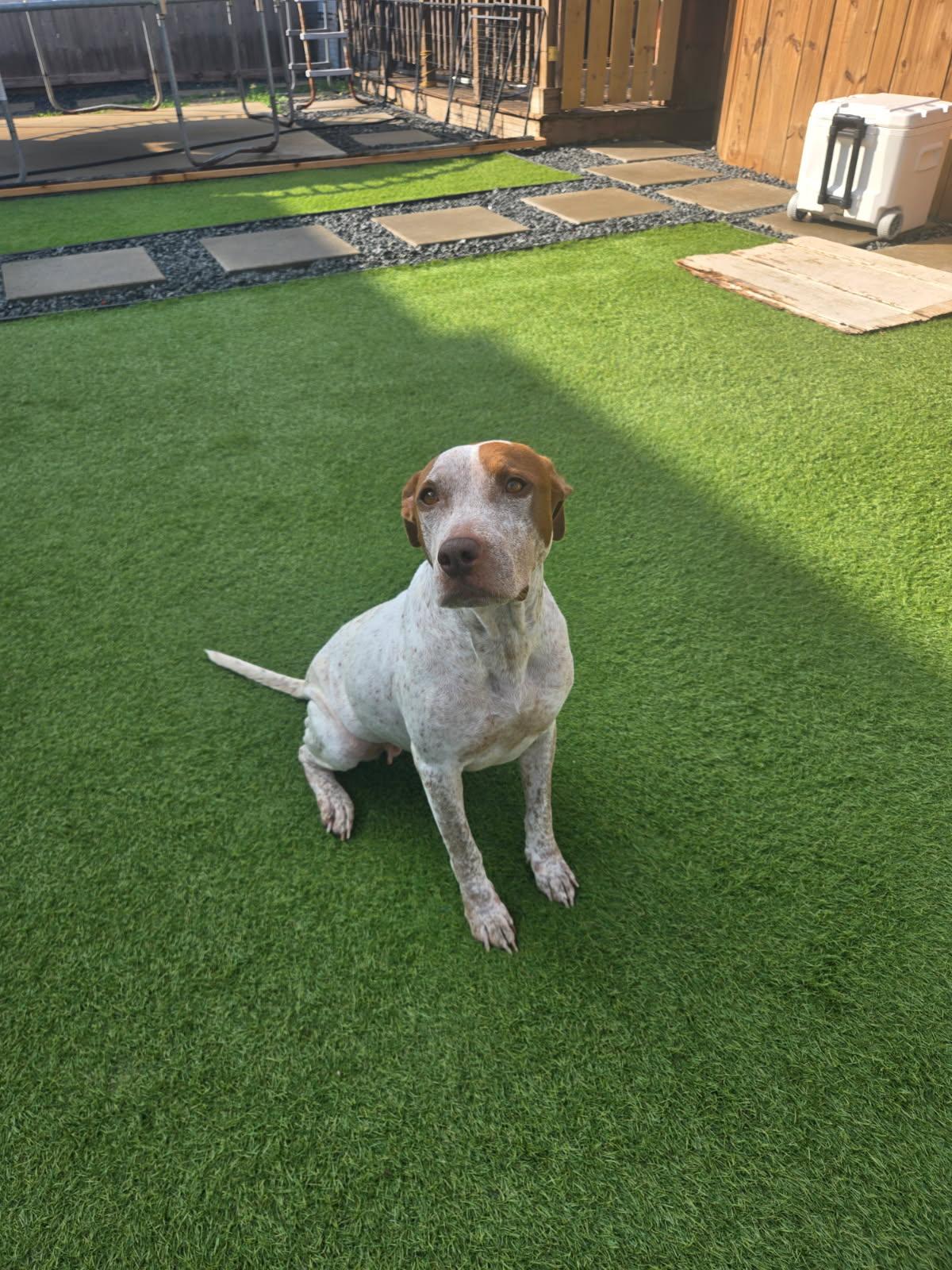 Rubi, Adoptable, Young Female Australian Cattle Dog / Blue Heeler.