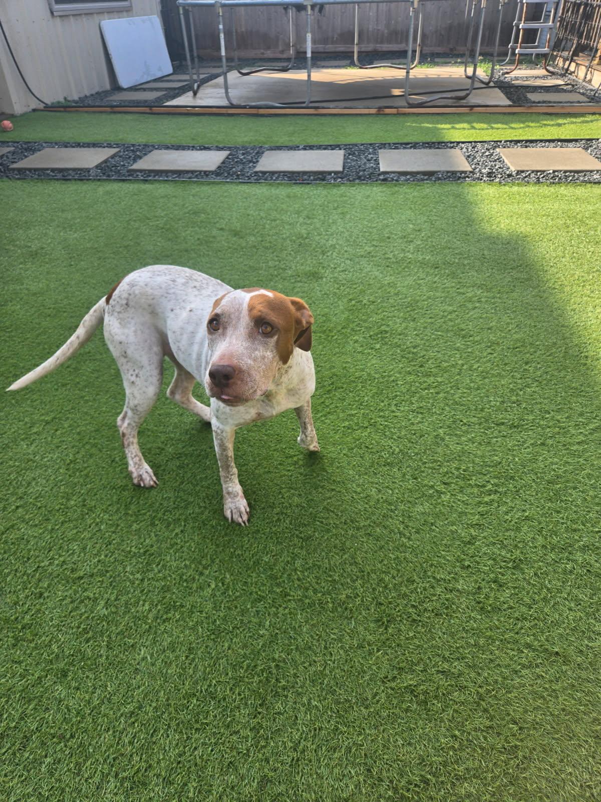 Enlarge Rubi, a Adoptable mixed breed in Spring, TX image 4/4