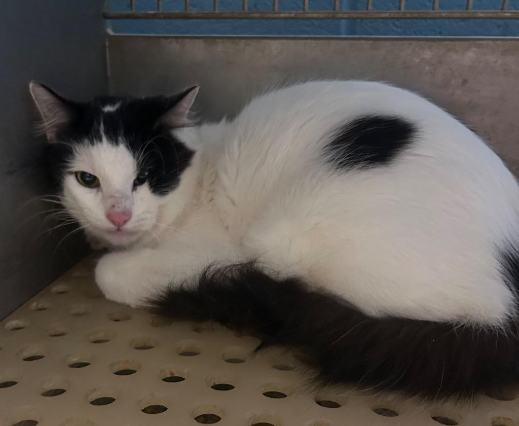 Enlarge Will, a Adoptable mixed breed in Benton, AR image 1/1