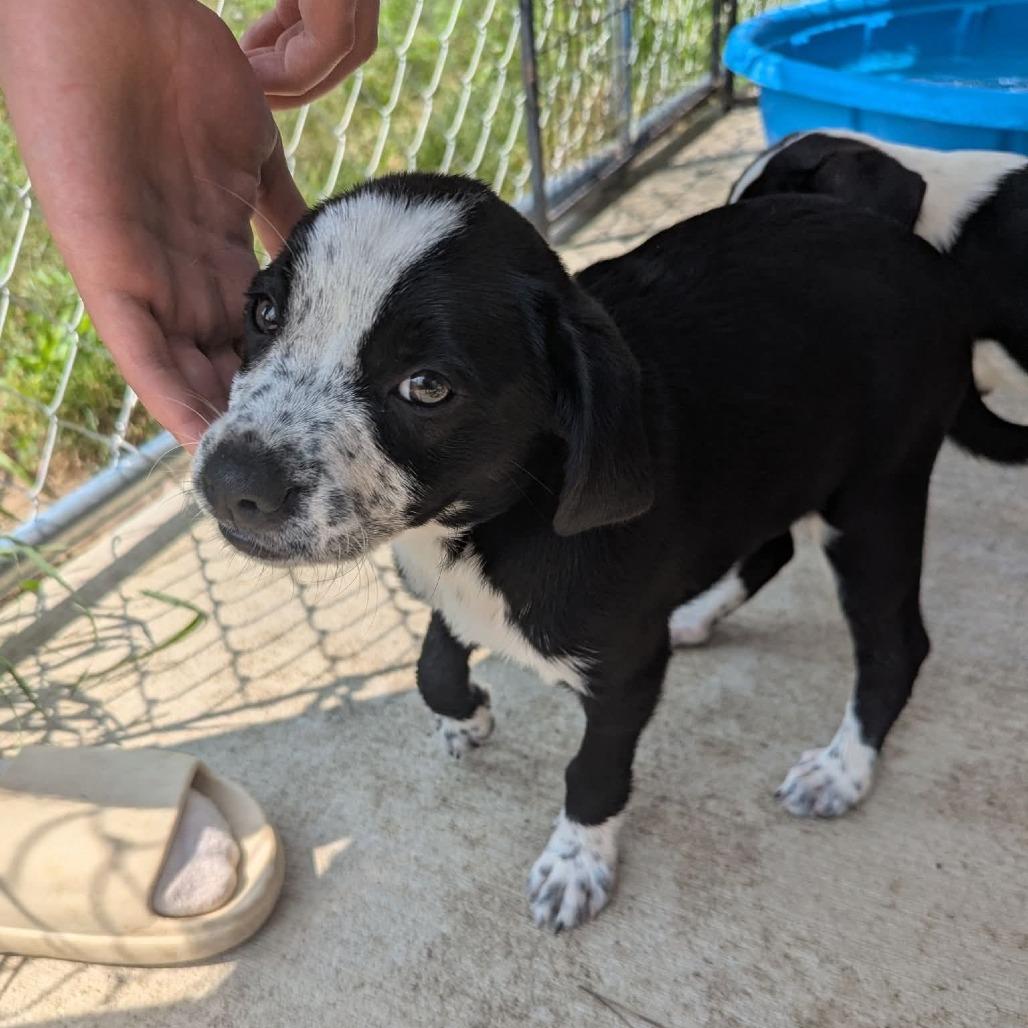 Marigold, Adoptable, Puppy Female Mixed Breed.