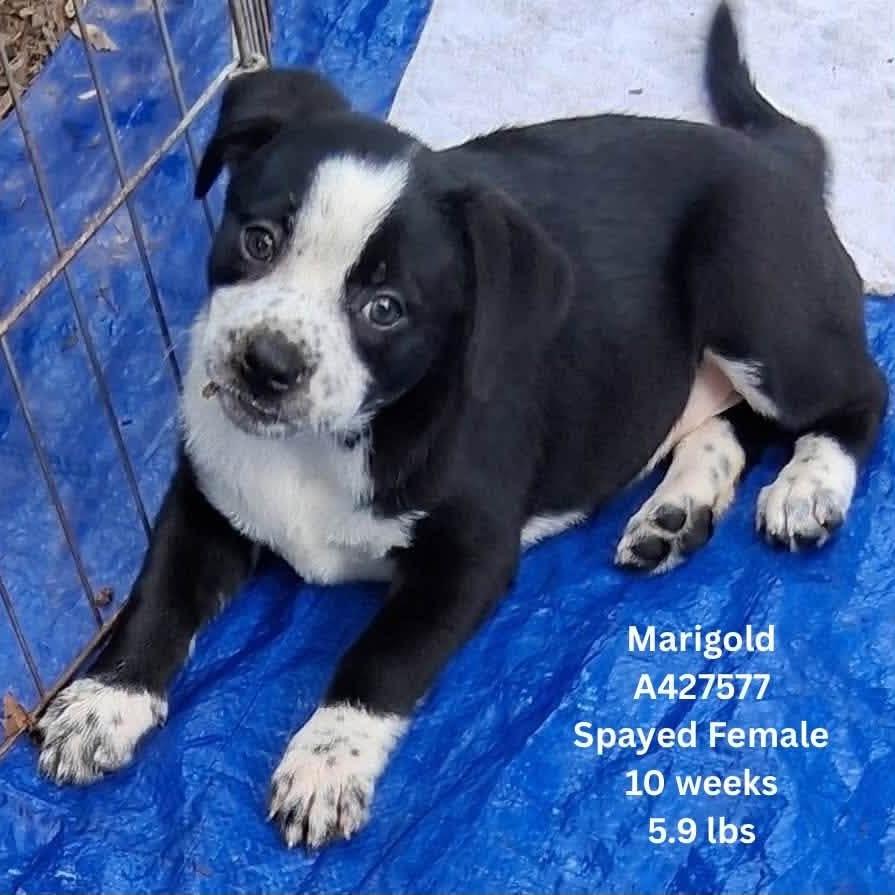 Marigold, a Adoptable Mixed Breed in Tomah, WI image 2/2