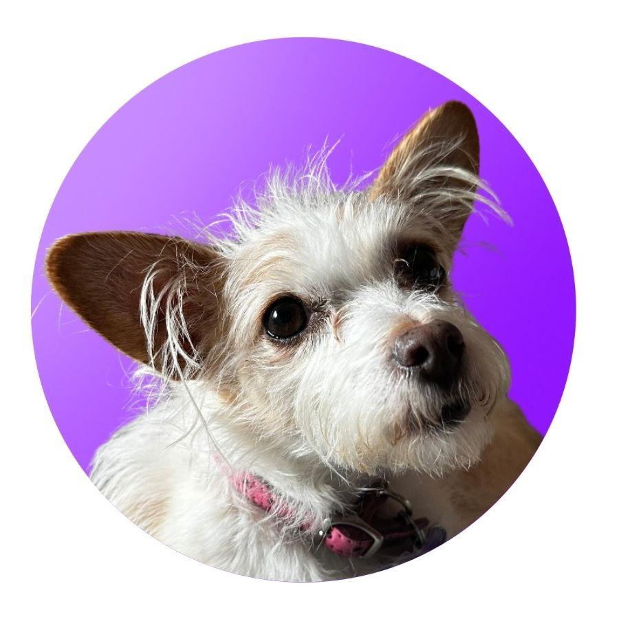 Sidney, Adoptable, Adult Female Mixed Breed.