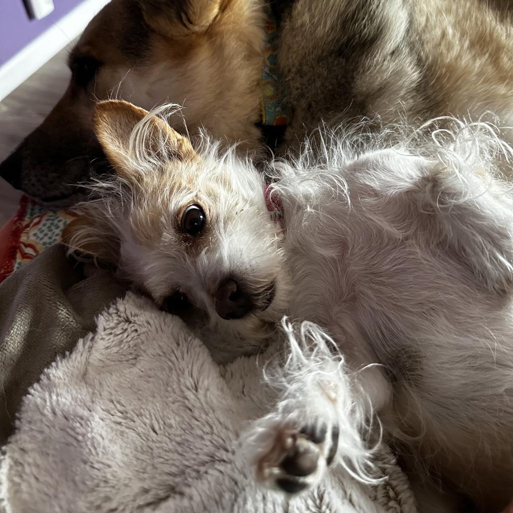 Enlarge Sidney, a Adoptable Mixed Breed in Pacific Grove, CA image 2/6