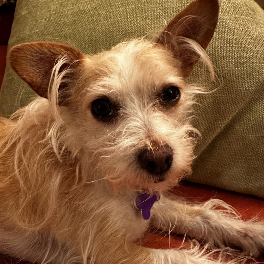 Enlarge Sidney, a Adoptable Mixed Breed in Pacific Grove, CA image 3/6