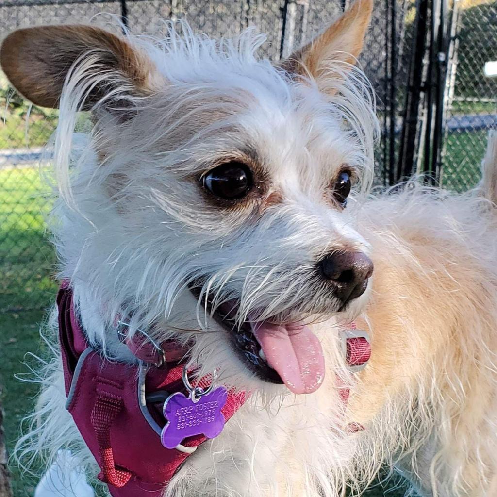 Enlarge Sidney, a Adoptable Mixed Breed in Pacific Grove, CA image 4/6