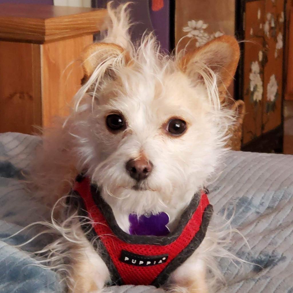 Enlarge Sidney, a Adoptable Mixed Breed in Pacific Grove, CA image 5/6